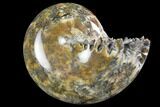 3.7" Polished, Agatized Ammonite (Phylloceras?) - Madagascar - #149212-1